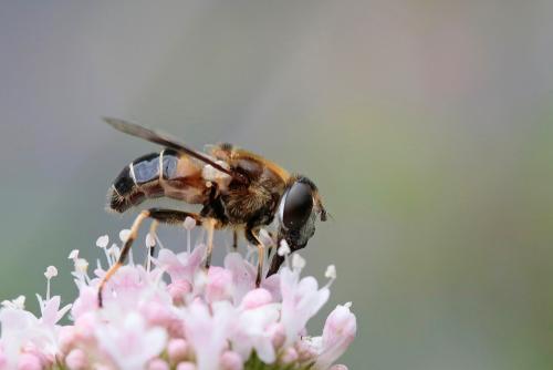 Réf. 262 121 : Eristalis rupium
